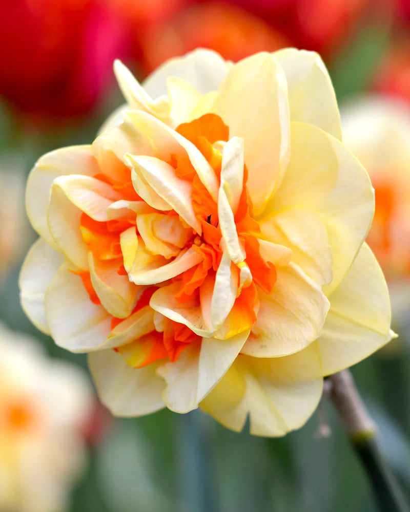 Plantogallery Daffodil Flower Bulbs Variety "Tahiti" (Yellow Orange)