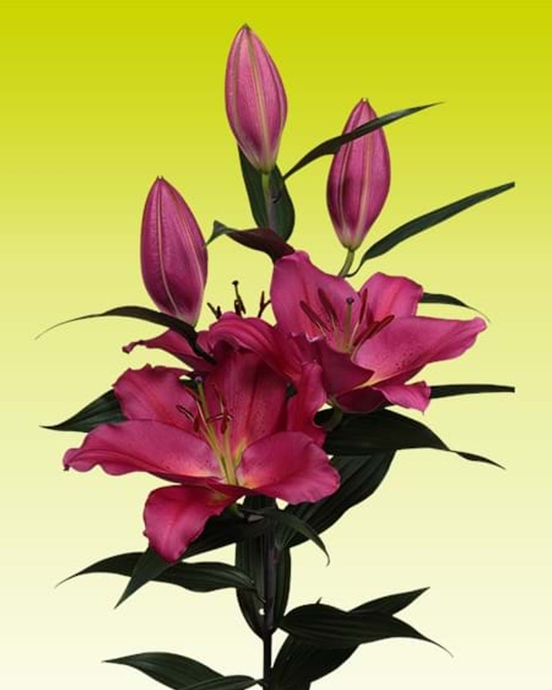 Plantogallery Oriental Lily Variety "Tarrango" (Pink)