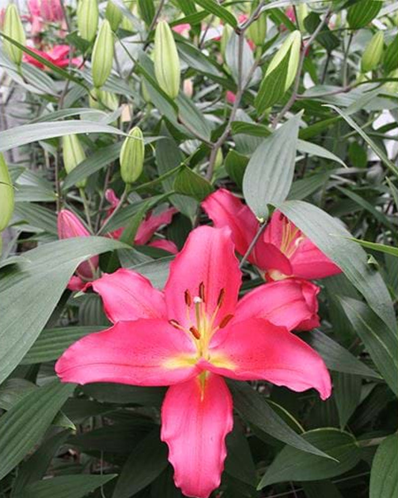 Plantogallery Oriental Lily Variety "Tarrango" (Pink)