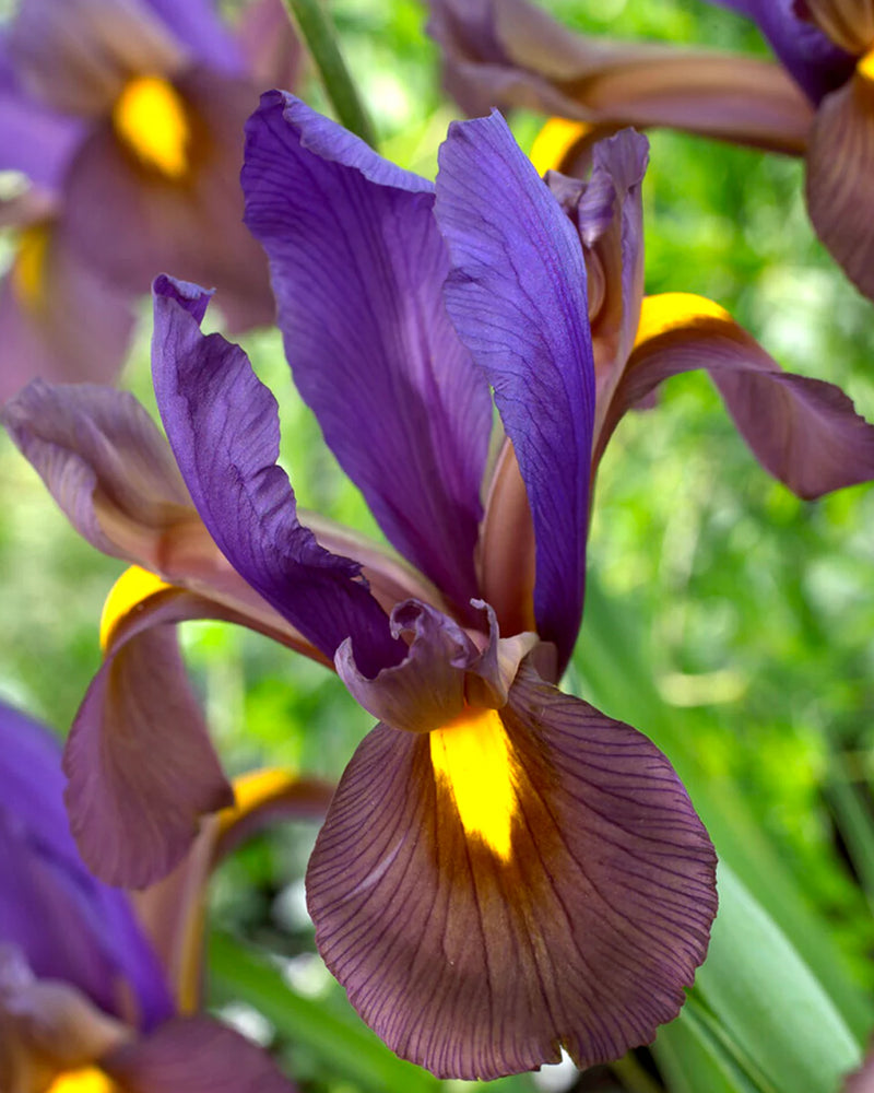 Plantogallery Dutch Iris Tiger Eye Imported Flower Bulbs Size 6/7 (Purple/Burgundy)