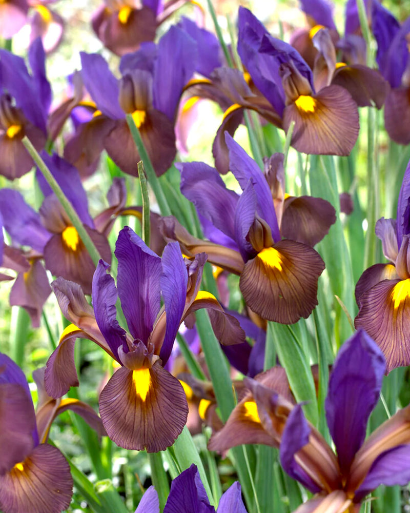 Plantogallery Dutch Iris Tiger Eye Imported Flower Bulbs Size 6/7 (Purple/Burgundy)