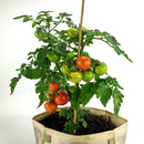 Tomato Seeds for All Season - Pack of 50 Seeds