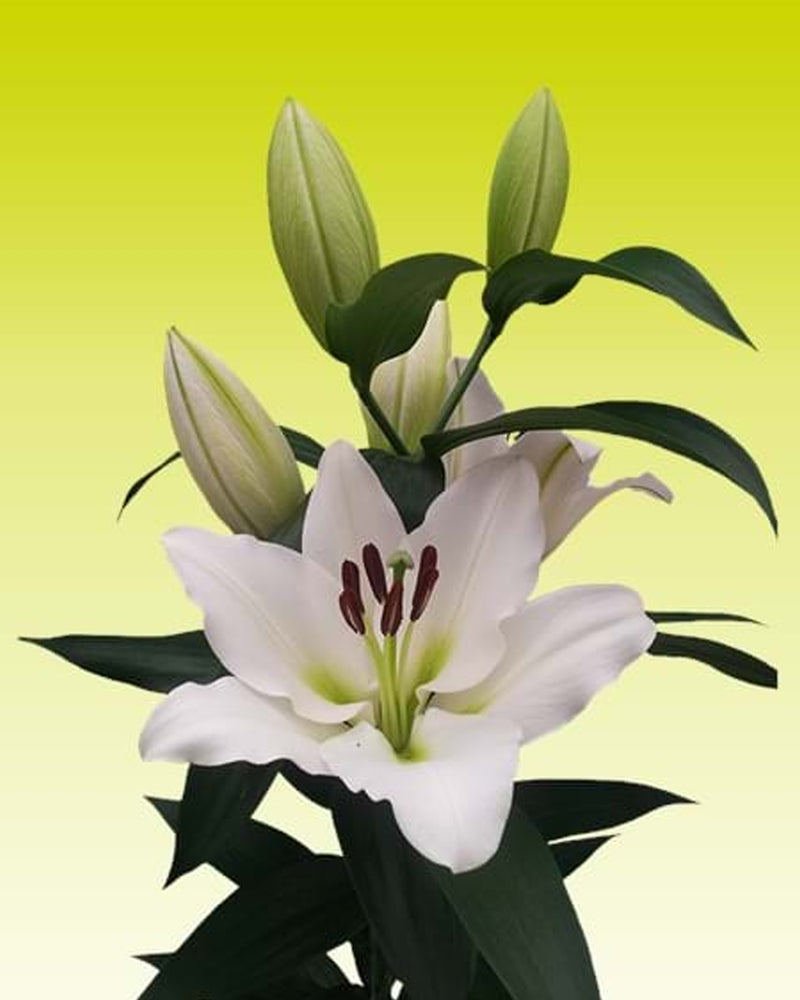 Plantogallery Oriental Lily Tournament Imported Flower Bulbs Size 16/18 (White)