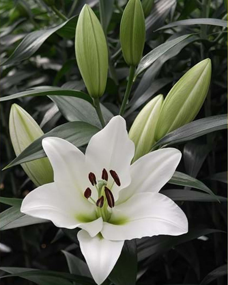 Plantogallery Oriental Lily Tournament Imported Flower Bulbs Size 16/18 (White)