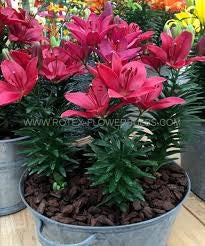 Plantogallery Pot Lillium "Trendy Dacota" Pack of 5 Bulbs Size 10/12