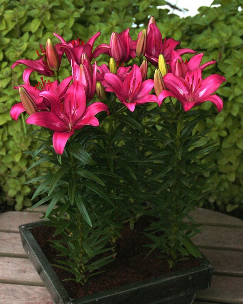 Plantogallery Pot Lillium "Trendy Dacota" Pack of 5 Bulbs Size 10/12