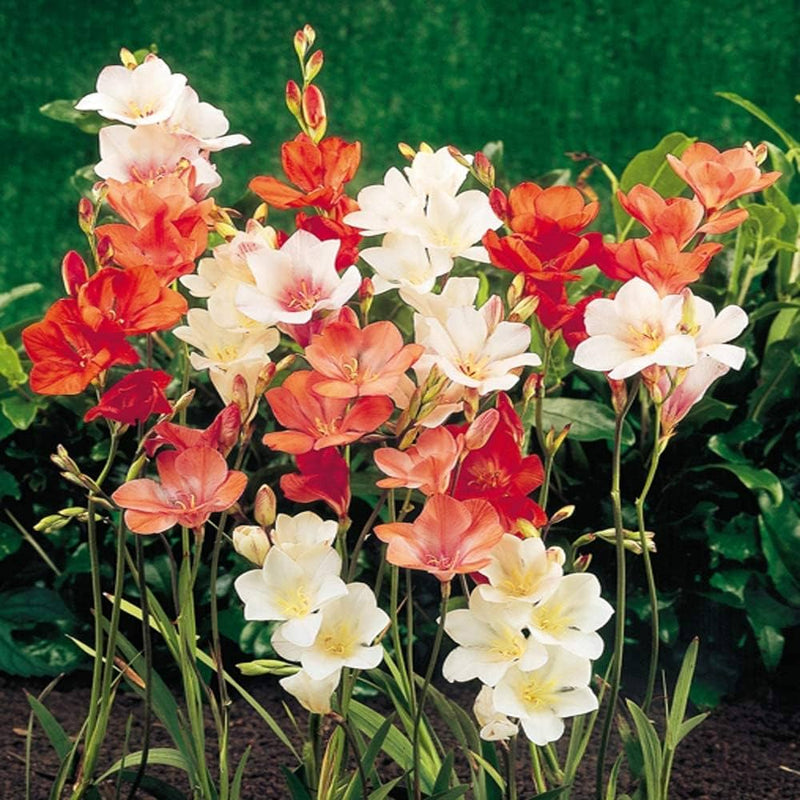 Plantogallery Tritonia Mix Flower Bulbs Size 3/4