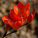 PLANTOGALLERY Tritonia Winter Gardening Flower Bulbs