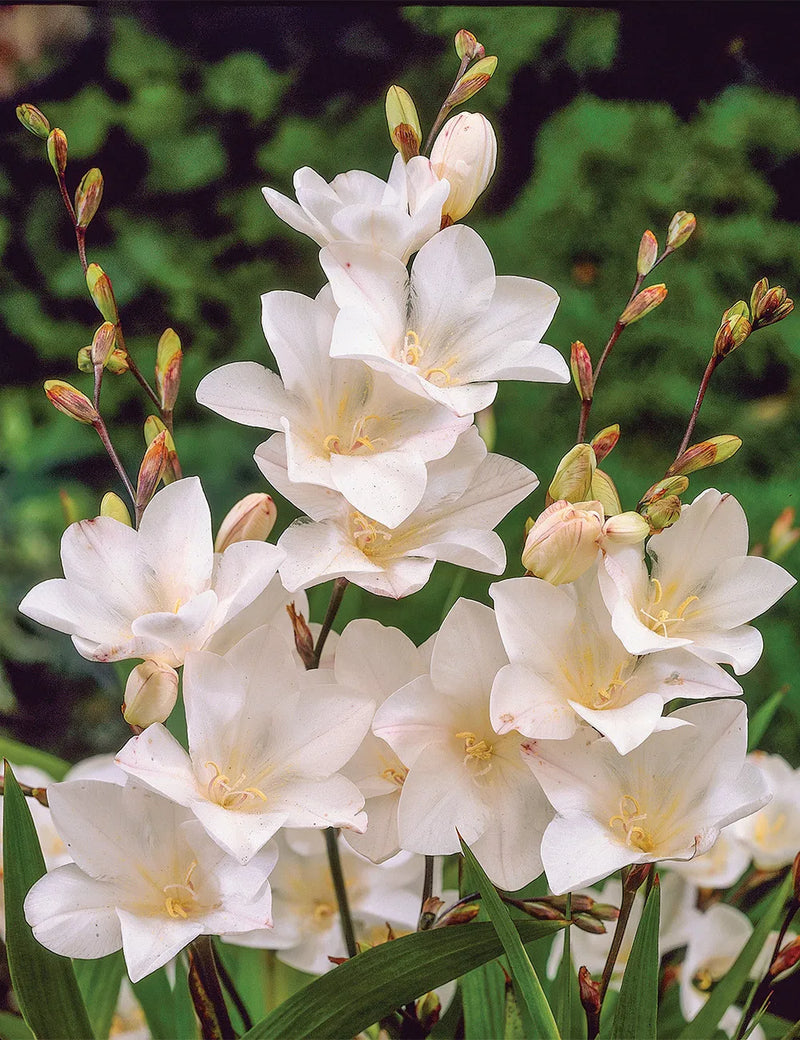 PLANTOGALLERY Tritonia Winter Gardening Flower Bulbs