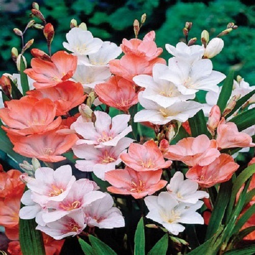 Plantogallery Tritonia Mix Flower Bulbs Size 3/4