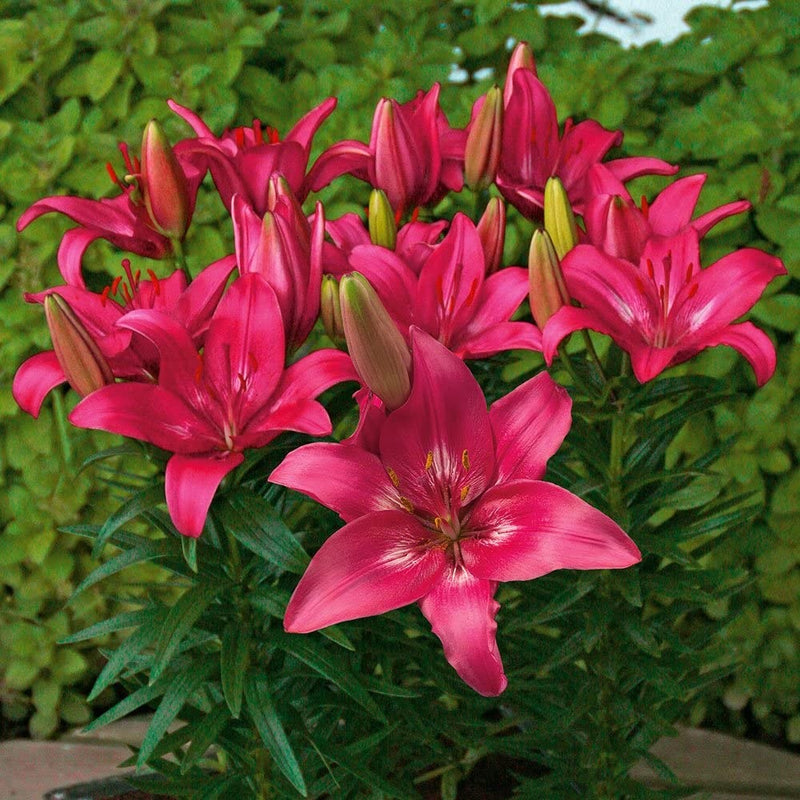 Plantogallery Pot Lillium "Trendy Dacota" Pack of 5 Bulbs Size 10/12