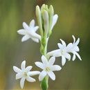 Tuberose - Rajanigandha Flower Bulbs for All Season
