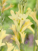 Plantogallery Premium Tall Yellow Tuberose Flower Bulbs - Pack Of 1