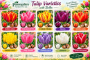 plantogallery-tulip-varities