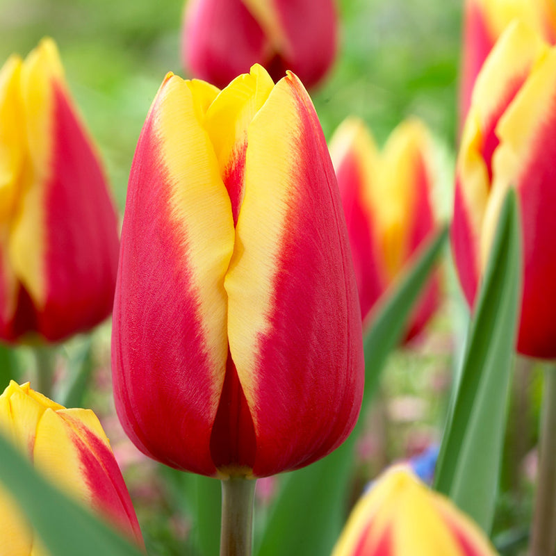 Plantogallery Tulip Jan Seignette Imported Flower Bulbs Size 12+