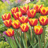 Plantogallery Tulip Denmark Imported Flower Bulbs Size 12+