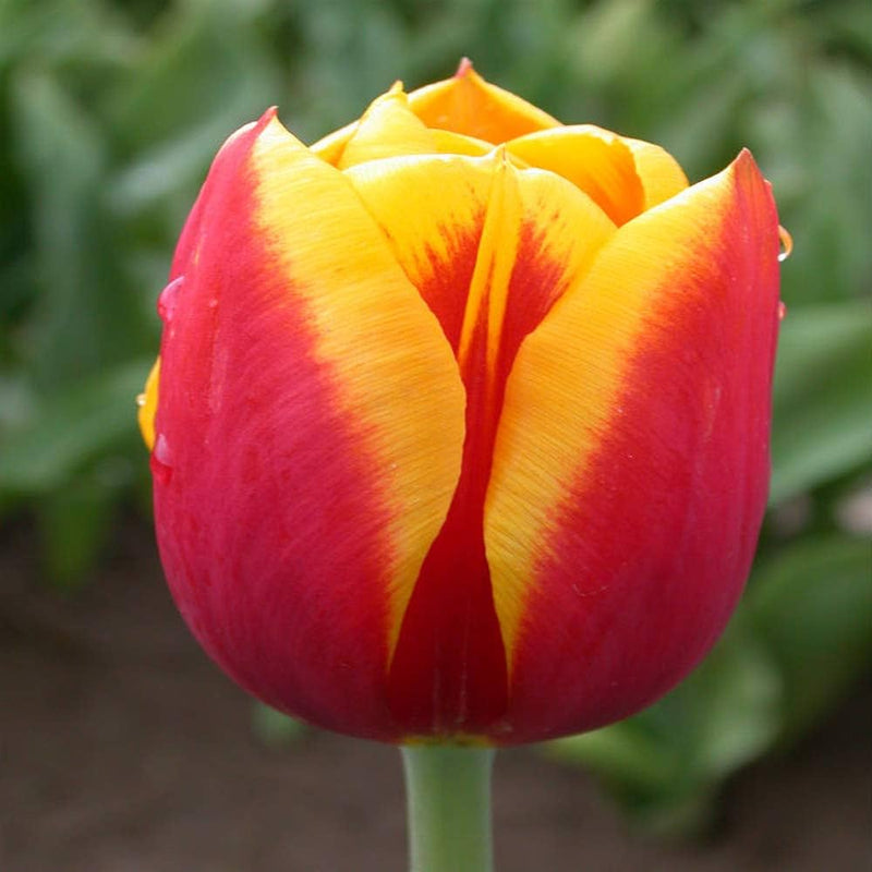 Plantogallery Tulip Denmark Imported Flower Bulbs Size 12+