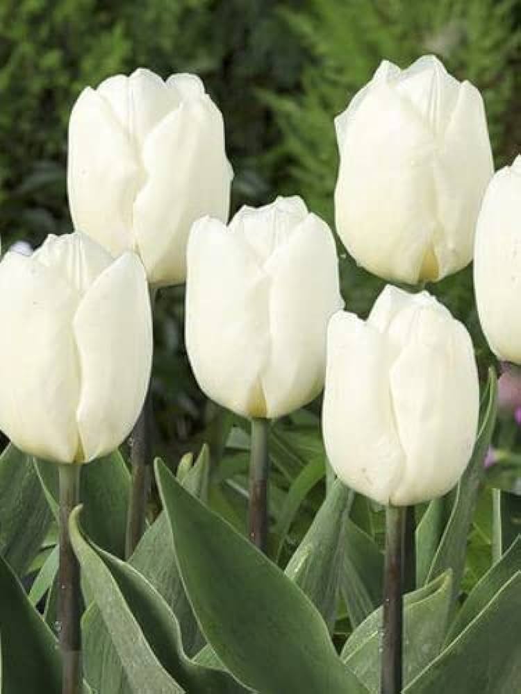 Plantogallery Tulip Royal Virgin Imported Flower Bulbs Size 12+