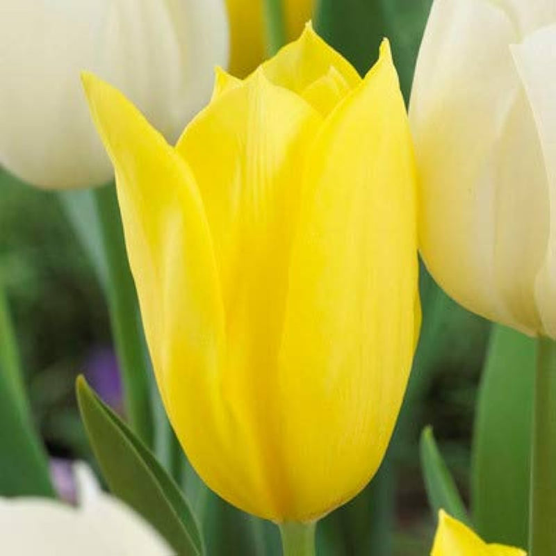 Plantogallery Tulip Strong Gold Imported Flower Bulbs Size 12+