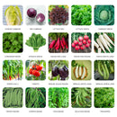 Vegetable Seeds Combo Pack 20 Varieties Perfect for Your Kitchen Garden