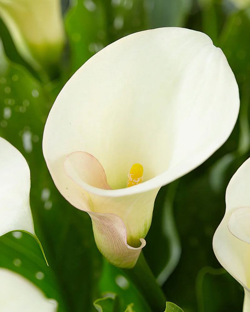 Zantedeschia - Calla lily Captain Ventura Imported Flower Bulbs Size 14/16 (White)