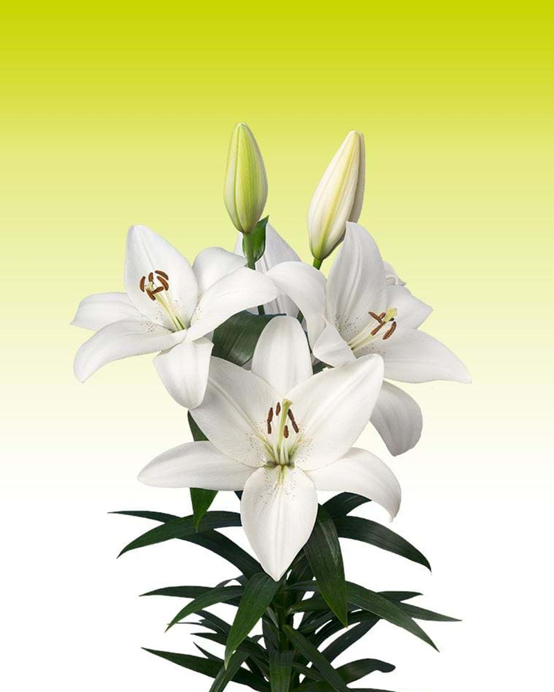 Plantogallery Lilium - Asiatic Lily Variety "Volvic" Size 12/14 (White)