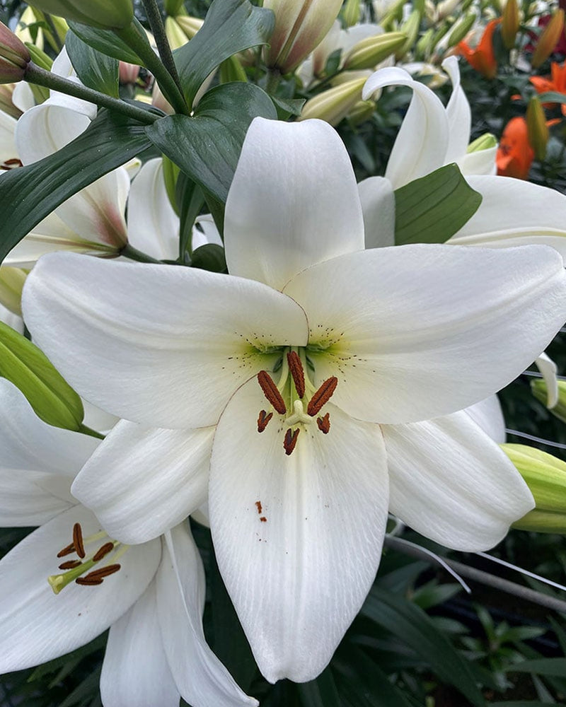 Plantogallery Lilium - Asiatic Lily Variety "Volvic" Size 12/14 (White)