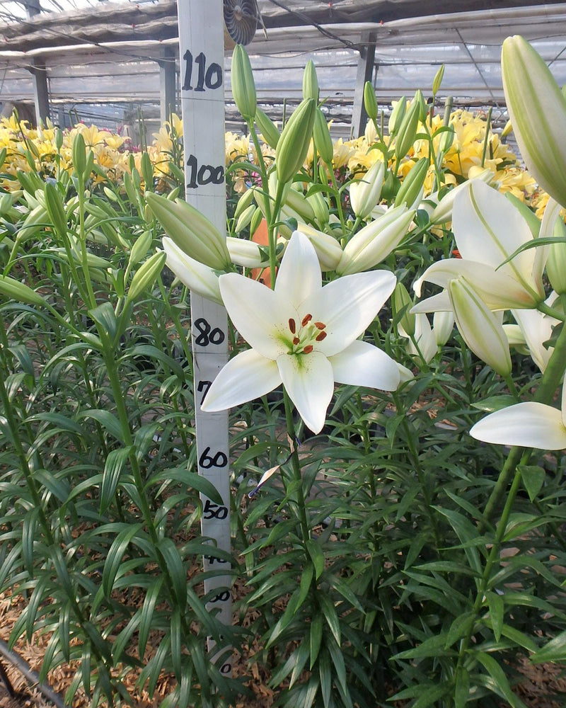 Plantogallery Lilium - Asiatic Lily Variety "Volvic" Size 12/14 (White)