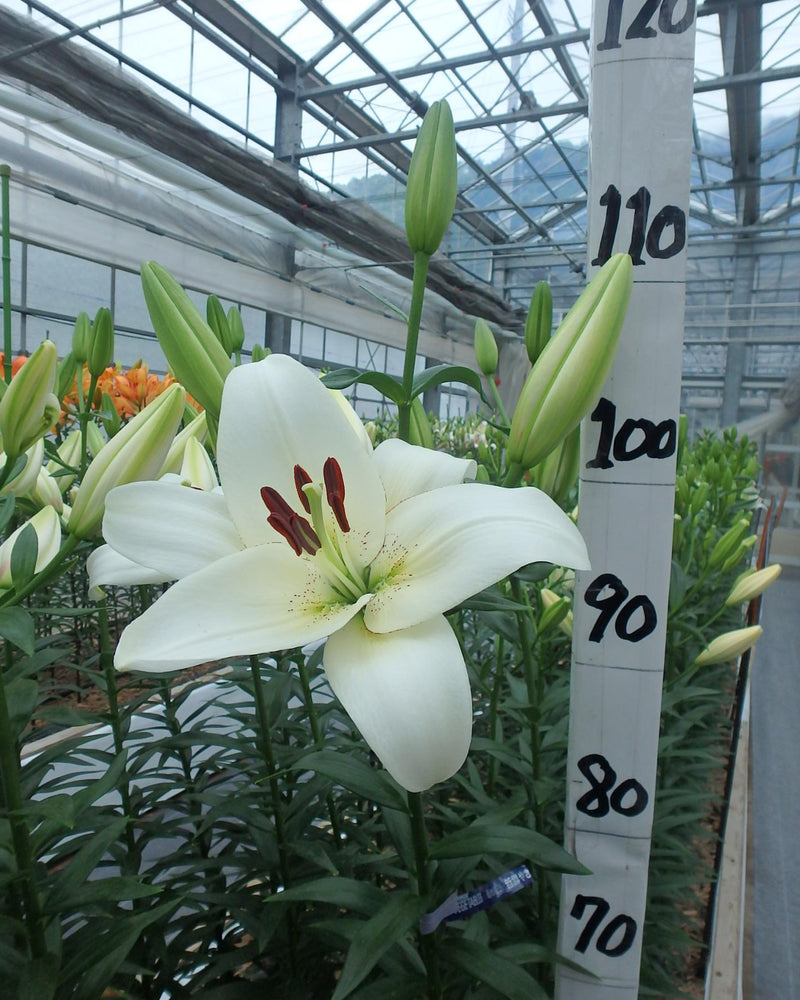 Plantogallery Lilium - Asiatic Lily Variety "Volvic" Size 12/14 (White)