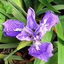 Wall Iris Flower – Hardy and Elegant Blooms for Borders and Walls