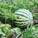 Tarbooj - Water Melon Seeds for Home Gardening - Pack of 20 Seeds