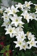 PLANTOGALLERY Asiatic Lily 12/14 Size Imported Flower Bulbs