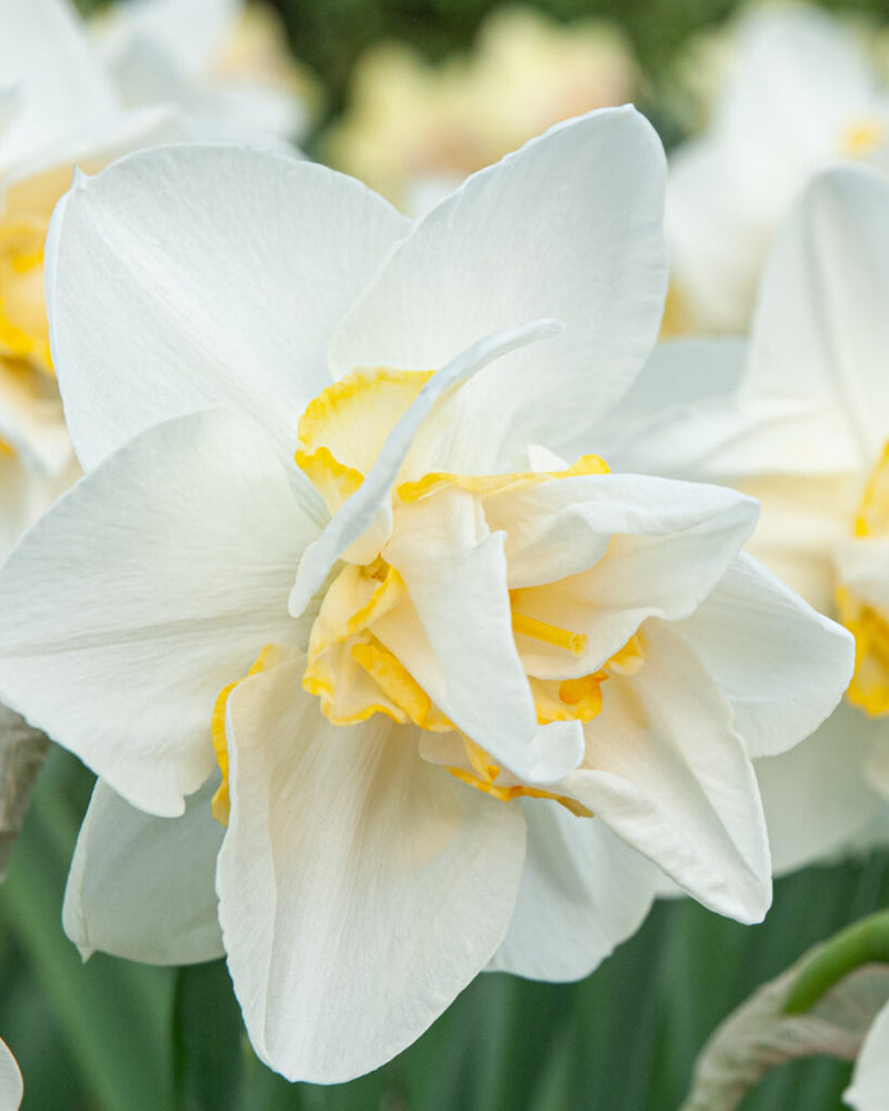 Plantogallery Daffodil Flower Bulbs Variety "White Lion" (White Soft Yellow)