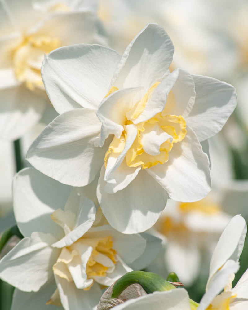 Plantogallery Daffodil Flower Bulbs Variety "White Lion" (White Soft Yellow)