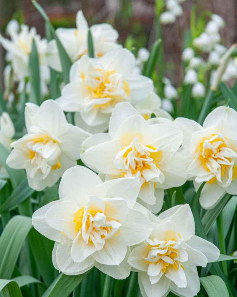 Plantogallery Daffodil Flower Bulbs Variety "White Lion" (White Soft Yellow)