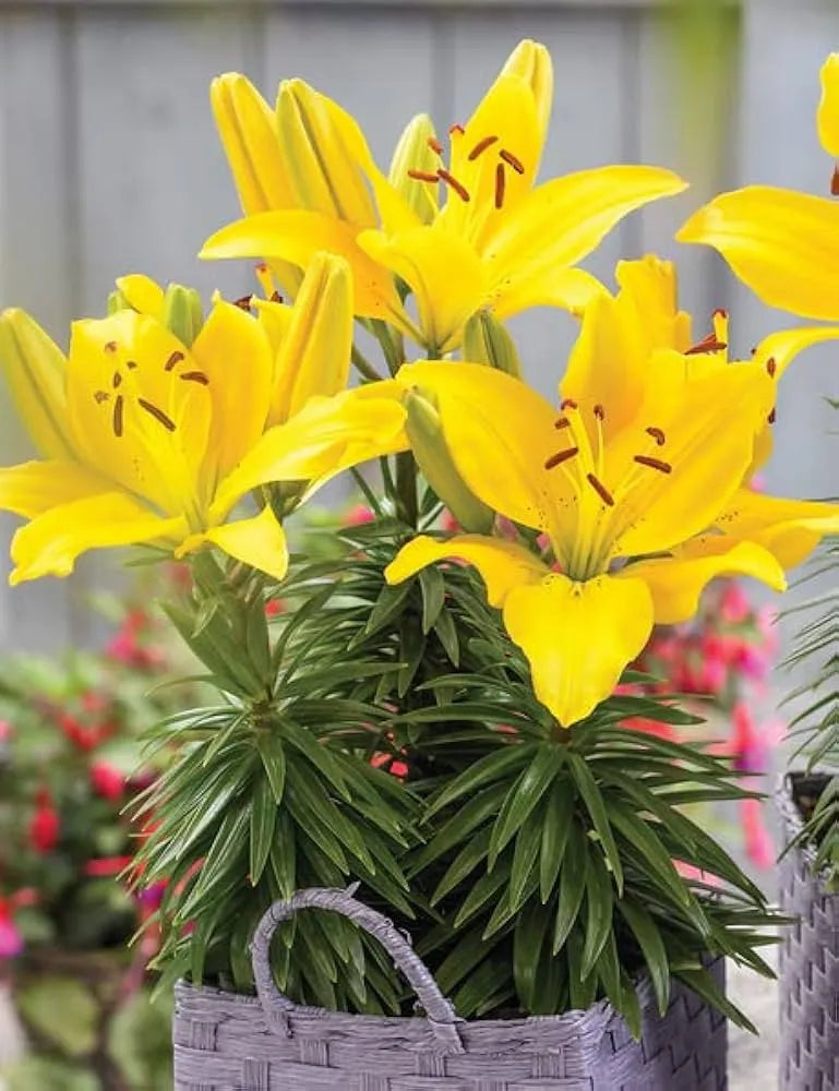 PLANTOGALLERY Asiatic Lily 12/14 Size Imported Flower Bulbs