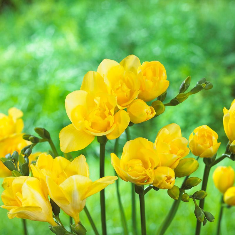 Plantogallery Freesia Double Yellow Color Flower Bulbs - Pack of 5 Bulbs