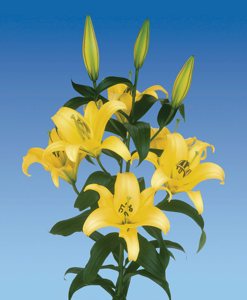 Plantogallery Oriental Lily Variety "Yelloween" (Lemon Yellow)