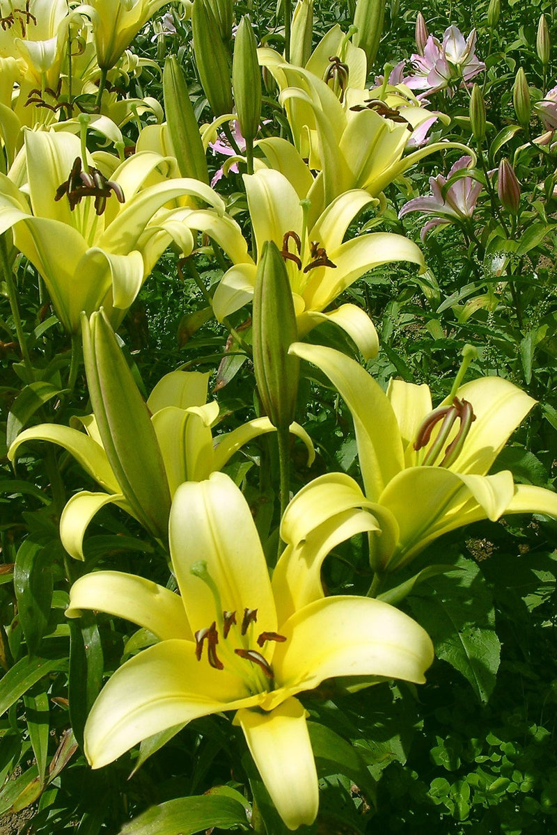 Plantogallery Oriental Lily Variety "Yelloween" (Lemon Yellow)