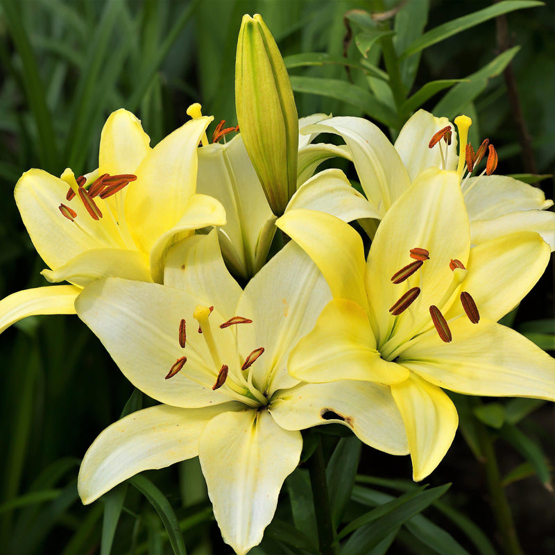 Plantogallery Oriental Lily Variety "Yelloween" (Lemon Yellow)