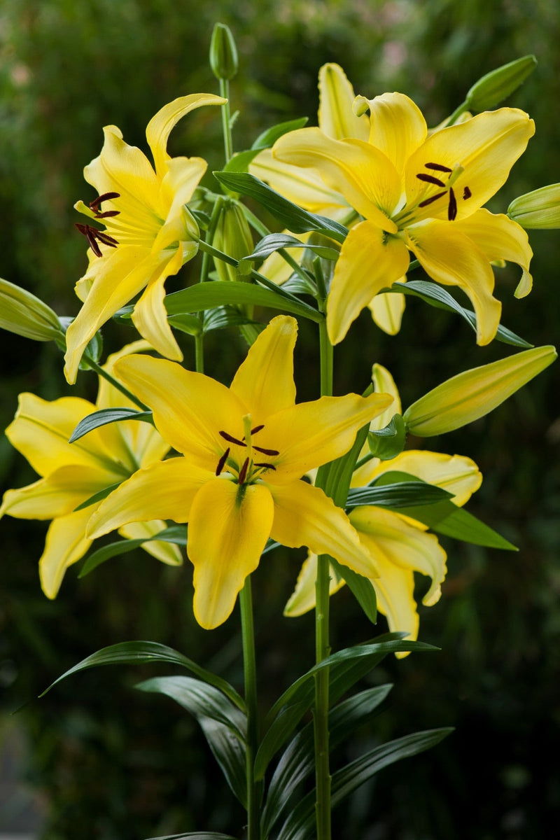 Plantogallery Oriental Lily Variety "Yelloween" (Lemon Yellow)