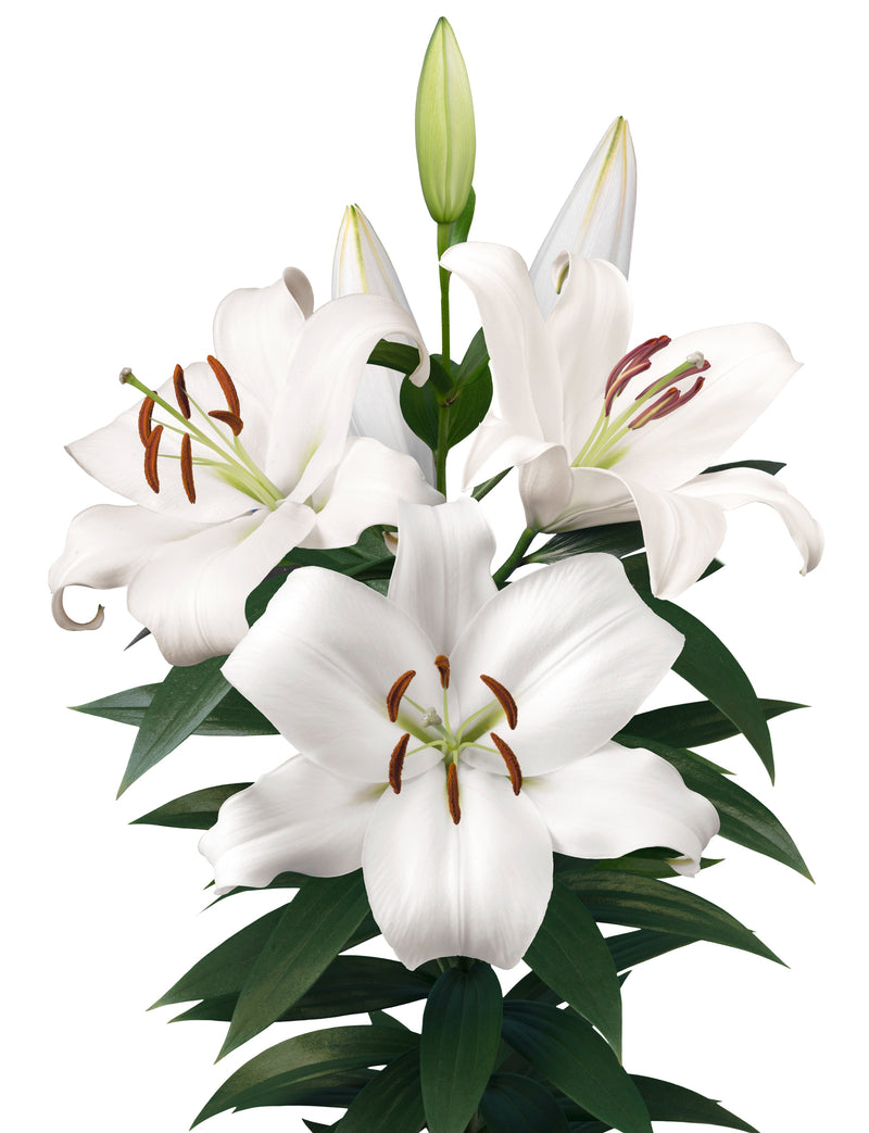 Plantogallery Oriental Lily Variety "Zambesi" (White)