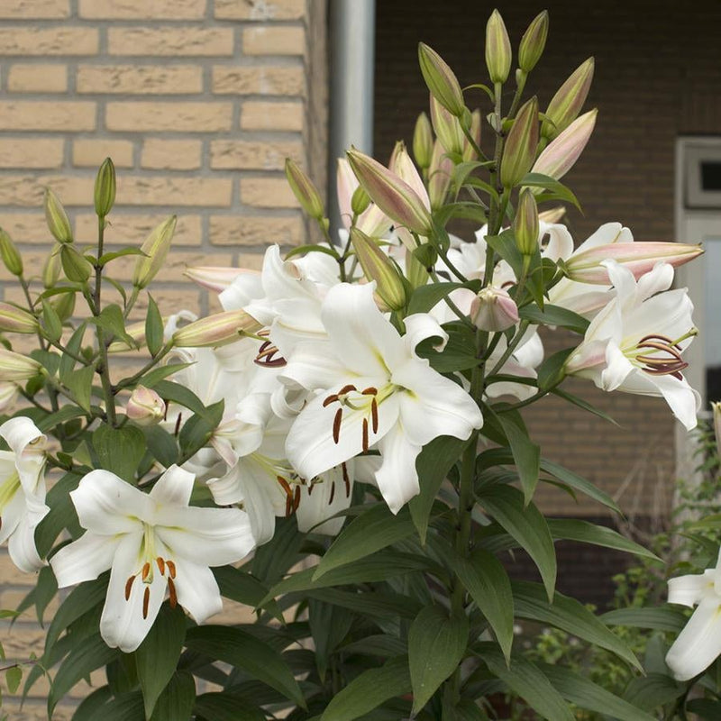 Plantogallery Oriental Lily Variety "Zambesi" (White)