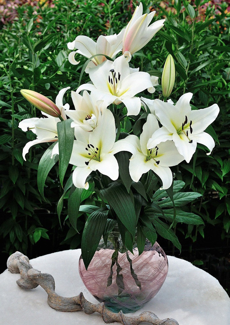 Plantogallery Oriental Lily Variety "Zambesi" (White)