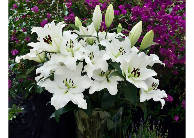 Plantogallery Oriental Lily Variety "Zambesi" (White)