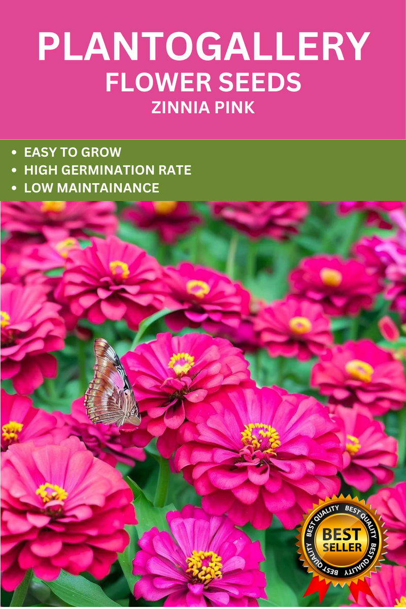 zinnia-pink-flower-seeds-plantogallery