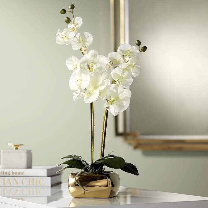 Plantogallery Orchid White Flower Bulbs For All Season Pack Of 2
