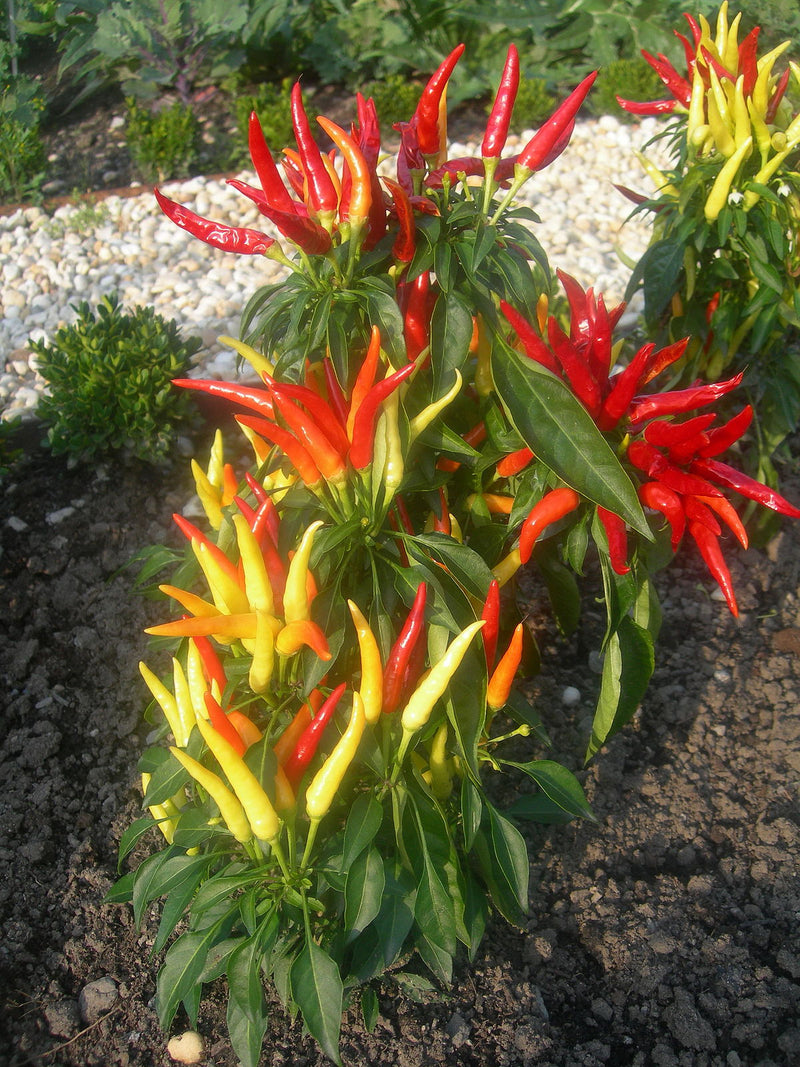 Plantogallery Ornamental chilli pointed F1 hybrid vegetable seeds pack of 20 for starters garden