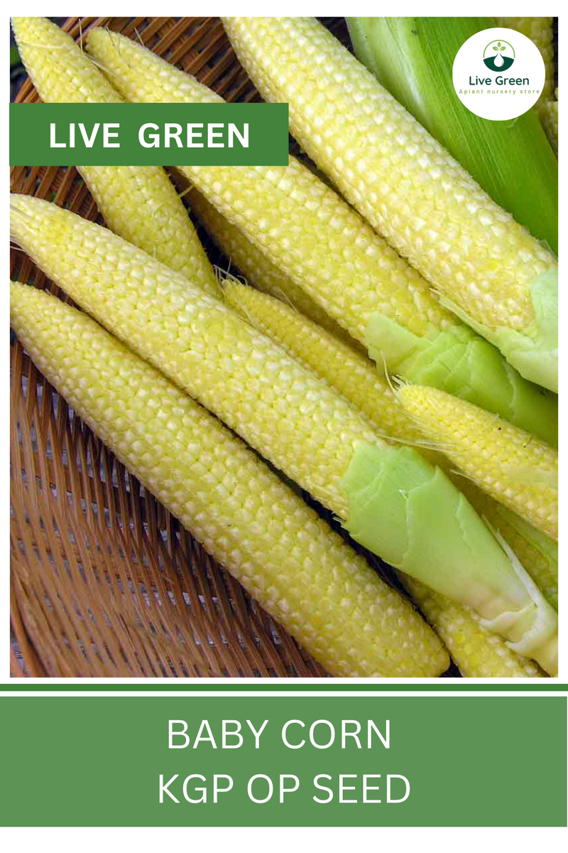 Live Green Baby Corn Vegetable Seeds - Pack of 20 Seeds (OP)