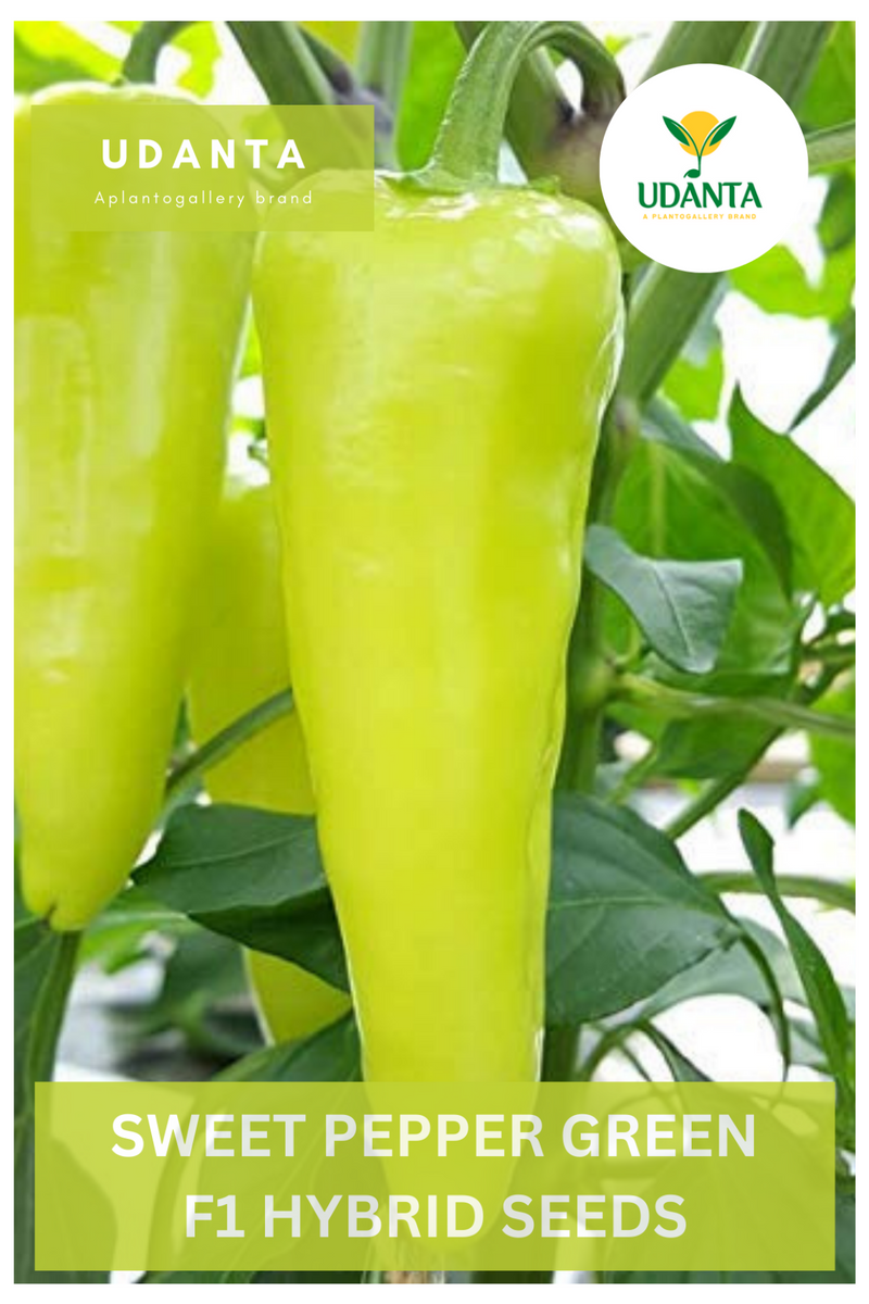 Udanta Sweet Pepper Red Vegetable Seeds For Kitchen Garden Avg 30-40 Seeds Pkts